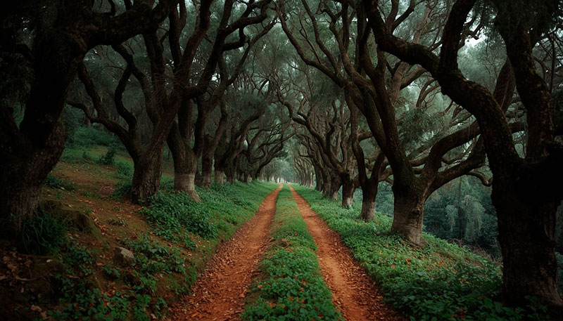 Camino entre árboles como símbolo del proceso personal